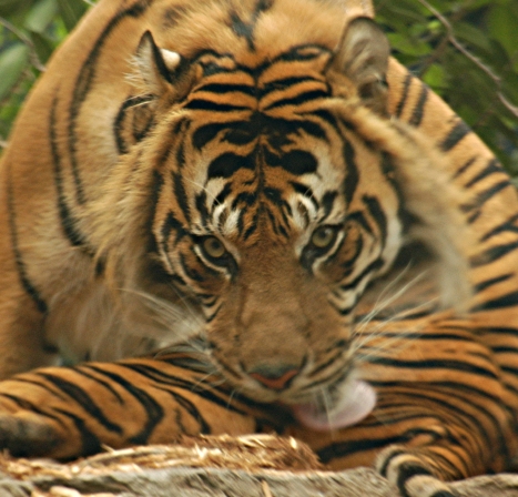 Tiger Photo, 100% quality, JPEG