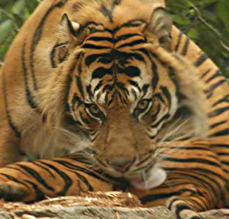 Tiger Photo, less than 30% quality, JPEG