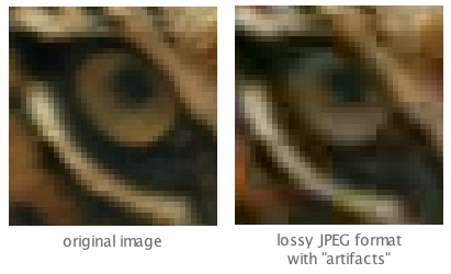 Tiger Photo, display of JPEG compression loss