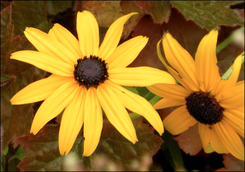 nikon p90 pic6 daisies