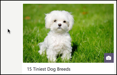 msn.com article on 15 smallest dog breeds