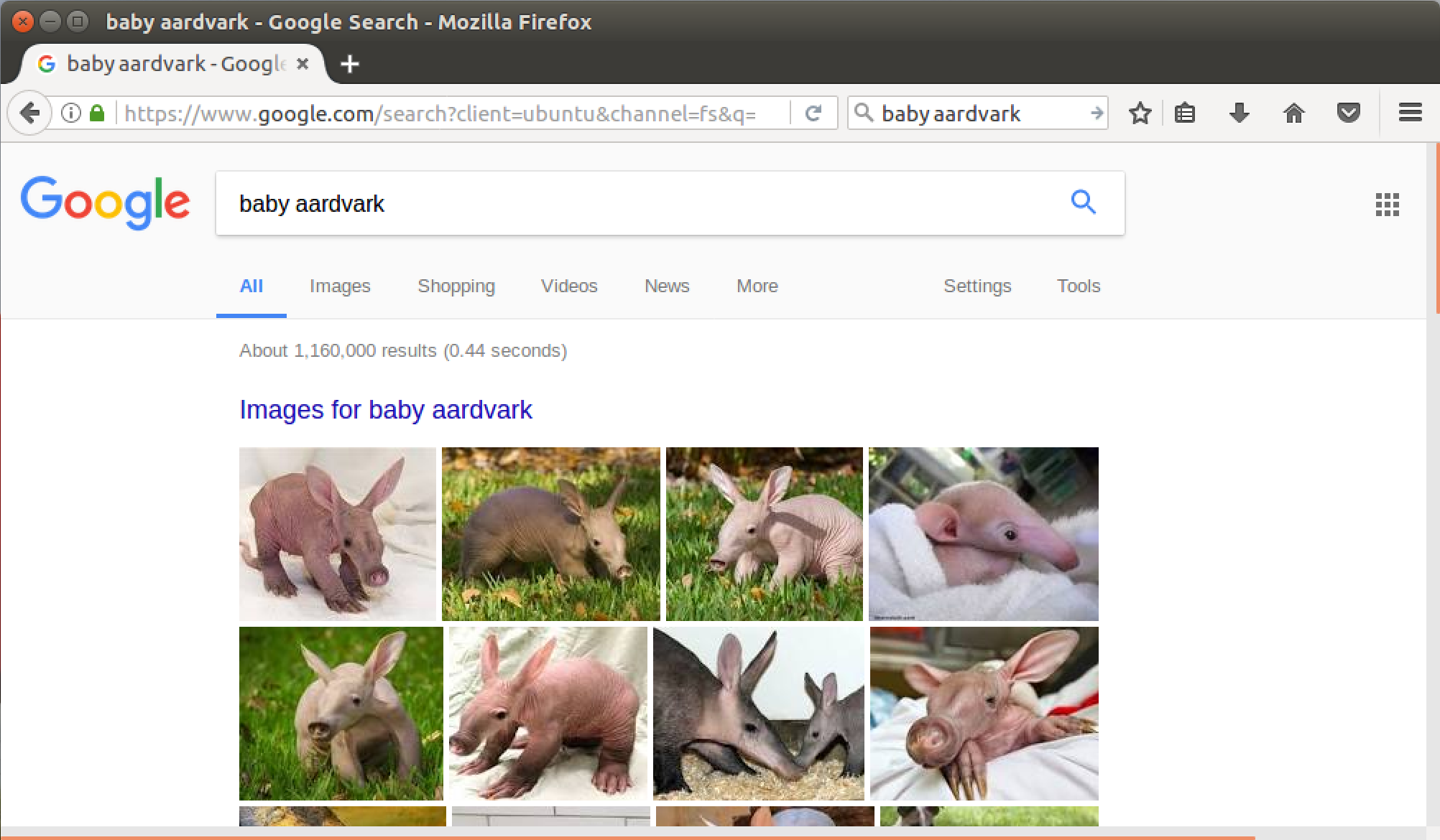 google search, baby aardvark, firefox linux