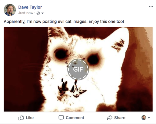 facebook status update - scary kitty - animated