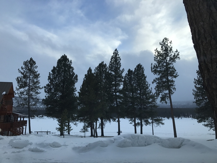 tree line in snow