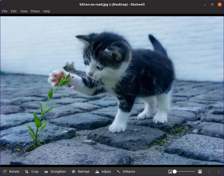 ubuntu linux - shotwell viewer - image with edit features options tools - kitten