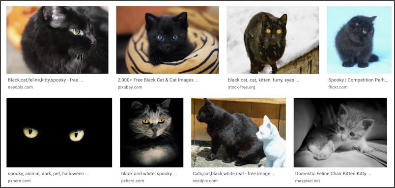 google image search - black kitten - royalty free public domain license - royalty free kitten photos