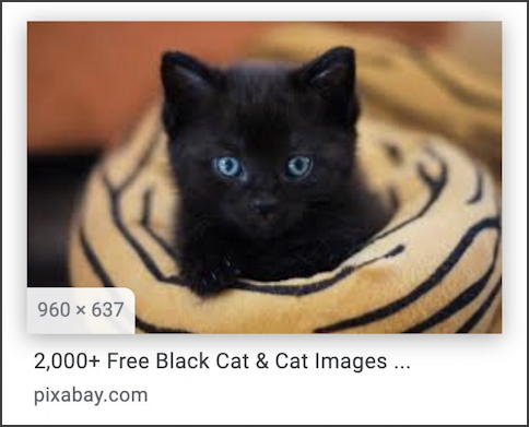 google image search - black kitten - royalty free public domain license - final image size