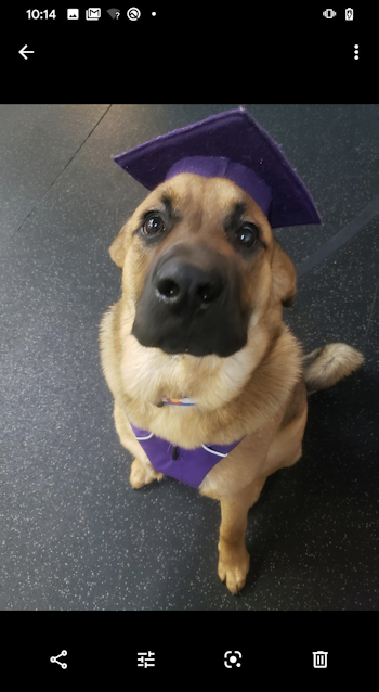 graduate dog - photo on android phone