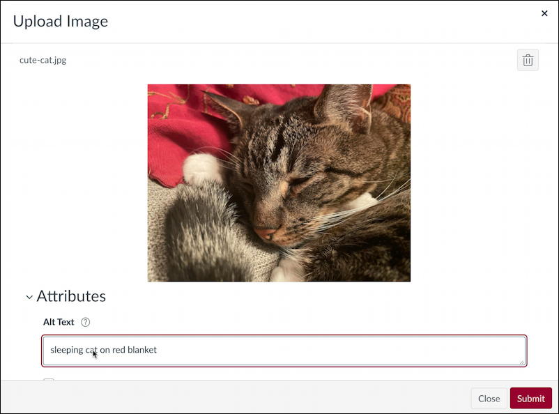 canvas lms rce editor - upload cat photo photograph 