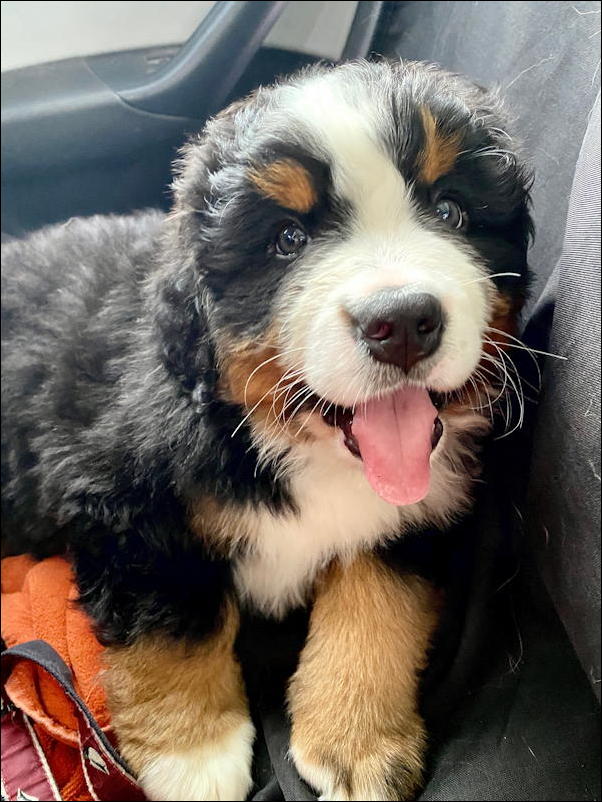 sokka the bernese mountain dog puppy