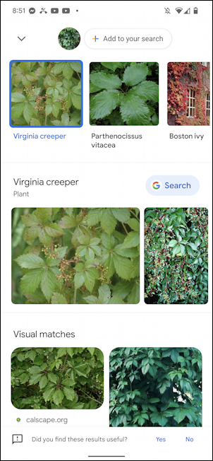 plant flower identified by google lens android photos - identified virginia creeper