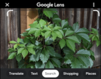 use google lens android camera photos - id plant flower - how to