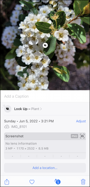 iphone photos - photo of flower to identify - get info