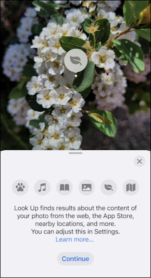 iphone photos - photo of flower to identify - look up plant info screen