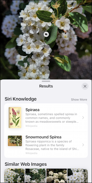 iphone photos - photo of flower to identify - siri knowledge