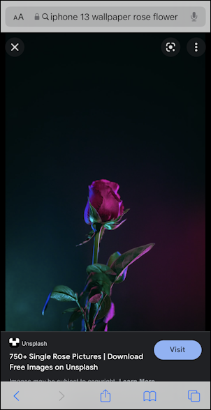 iphone rose wallpaper - rose against black background