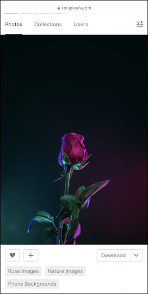 iphone rose wallpaper - photo on unsplash