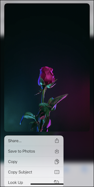 iphone rose wallpaper - menu download save image photos