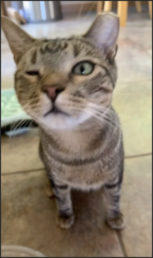 iphone live photo - winking cat