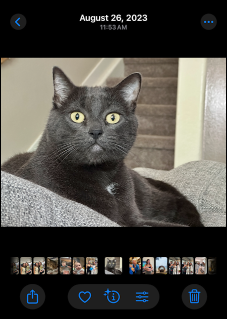 apple photo id - cat breed - photo in Photos app