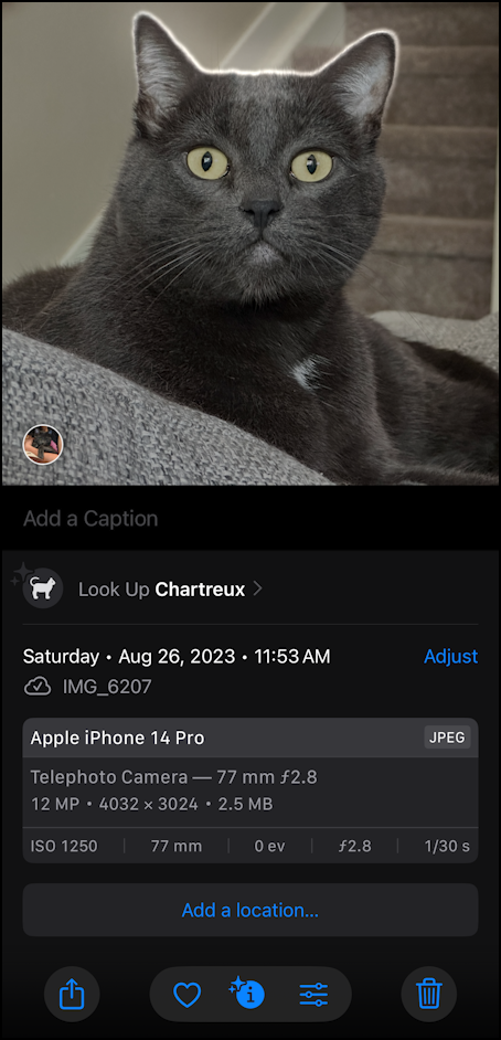 apple photo id - cat breed - more image information info