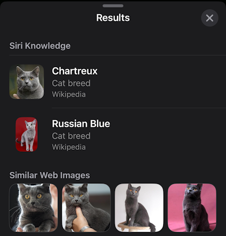 apple photo id - cat breed - more info about chartreux cat breed