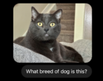 ai tool photo image analysis: chatgpt vs copilot vs apple iphone