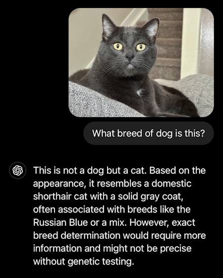 ai test chatgpt vs copilot - chatgpt what breed of dog is this cat