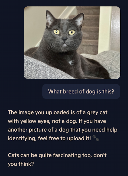 ai test chatgpt vs copilot - copilot dog breed of a cat